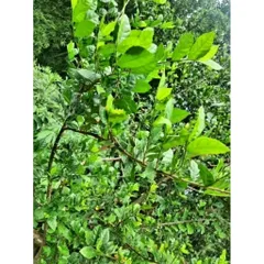 Lá Duối Nhám 1kg - Thực Phẩm Tự Nhiên Hỗ Trợ Tiêu Hóa, Chăm Sóc Sức Khỏe, Giảm Viêm, Dùng Làm Thức Ăn Cho Gia Súc