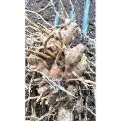 Củ Riềng Gió 1kg - Gừng Gió Hỗ Trợ Tiêu Hóa, Chống Viêm, Gia Vị Tự Nhiên Chất Lượng Cao