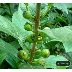 Lá Cây Sung Ngái Tươi 1kg - Giao Hàng Hỏa Tốc Đảm Bảo Tươi Sạch, Đặt Hàng Mới HáI, Thực Phẩm Tươi Nguyên Chất