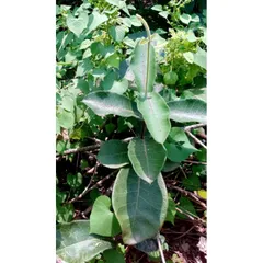 Hà Thủ Ô Tươi (Dây và lá) 1kg .Khách đặt mới hái.