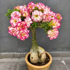 Hạt giống hoa sứ Thiên vương Thái Lan cánh xoăn màu trắng viền hồng cánh sen – Bịch 10 hạt – Mã số 2060