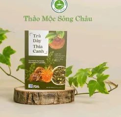trà dây thìa canh nhà mộc tâm 