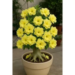 Hạt giống hoa sứ kép Thái Lan - Bịch 10 hạt – Mã số 2028