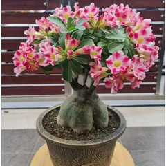 Hạt giống hoa sứ kép Thái Lan màu hồng thiên tuế - Bịch 10 hạt – Mã số 1950