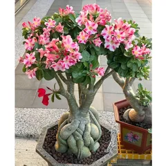 Hạt giống hoa sứ kép Thái Lan màu trắng hồng Kỳ Duyên - Bịch 10 hạt - Mã số 2059 790378
