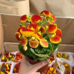 Hạt giống hoa Huyền Sâm - Bịch 10 hạt - Mã số 2000 160225