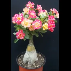 Bịch 10 hạt giống hoa sứ kép Thái Lan 2 màu vàng hồng 5 cánh nhiều tầng - Mã số 2057