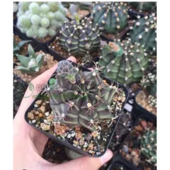 🌵 Xương rồng Gymnocalycium mini độc lạ – cây sống khỏe, dễ chăm