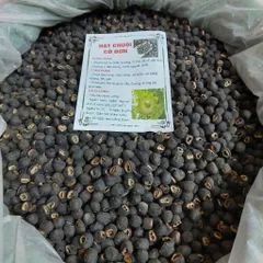 Hạt Chuối Cô Đơn Dùng Ngâm Tửu