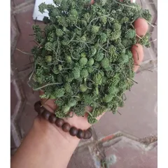 Nụ Hoa Tam Thất Khô, Thảo Dược Tự Nhiên, An Thần, Ngủ Ngon, Hỗ Trợ Huyết Áp Bồi Bổ Sức Khỏe 857480