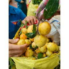 trà táo mèo rừng Yên Bái combo 10kg
