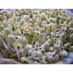 1 kg đậu xanh nguyên hạt  làm giá đỗ, rau mầm