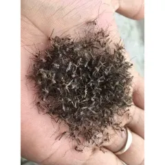 Hương muỗi - Dũng sỹ diệt muỗi an toàn hộp 30 que