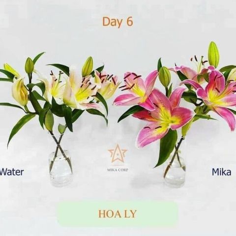 Nước Cắm Hoa Tươi HAMILK 400ml - Giúp Hoa Tươi Lâu, Không Thối Nước, Tiết Kiệm Thời Gian và Chi Phí Cắm Hoa