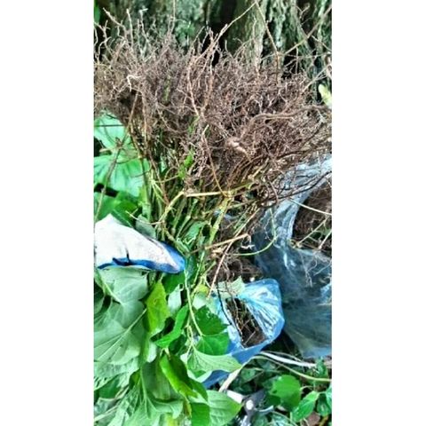 Lá Lốt Tươi 1kg Tự Nhiên - Thảo Dược Đông Y Chữa Đau Lưng, Đầy Hơi, Khó Tiêu, Hỗ Trợ Tiêu Hóa