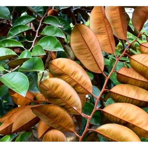 Lá Vú Sữa Tươi 1kg - Dược Liệu Thiên Nhiên Tươi Nguyên Chất, Hái Mới Đặt, Giao Hàng Nhanh Chóng