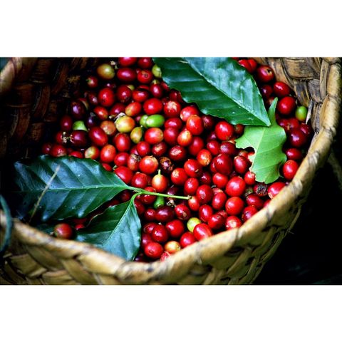 Cà phê bột Đăklăk nguyên chất, không pha tạp chất đảm bảo chất lượng-Đặc sản Daklak