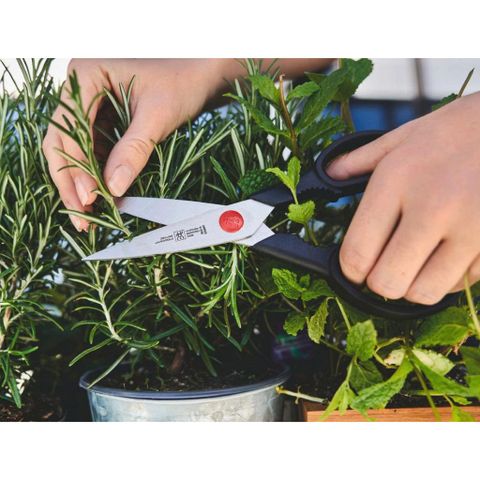 BỘ DAO TỰ MÀI  Zwilling FIVE STAR ĐẾ TRE TỰ NHIÊN