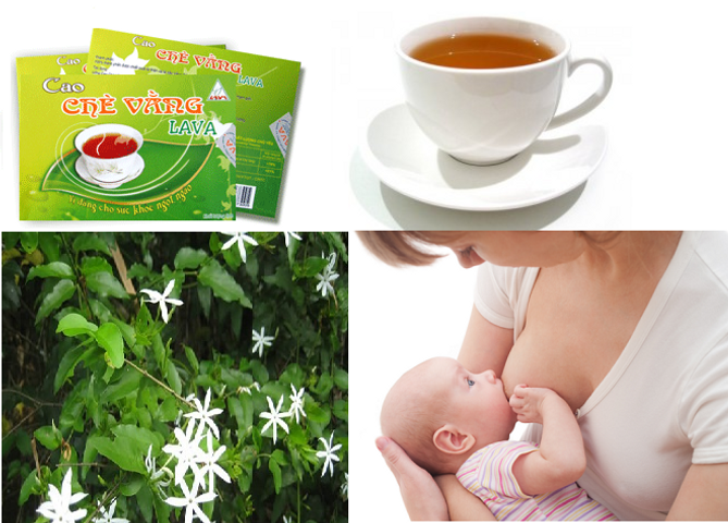 9 Công dụng của chè vằng không phải ai cũng biết