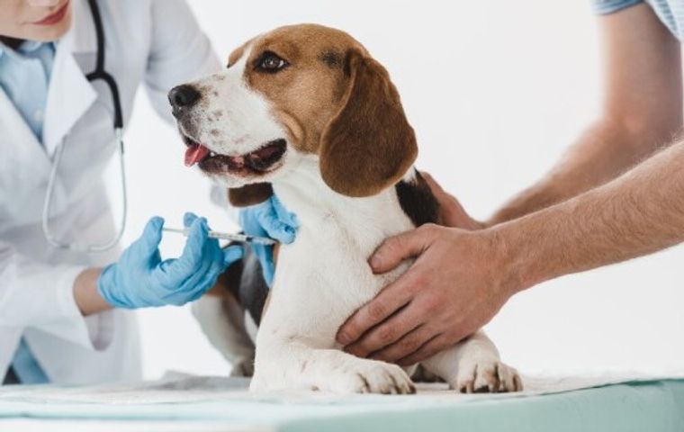 Tìm hiểu vacxin 7 bệnh cho chó và cách phòng bệnh trong mùa mưa