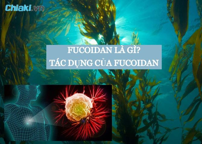 Fucoidan là gì? Có tác dụng gì? Fucoidan có tác dụng phụ không?