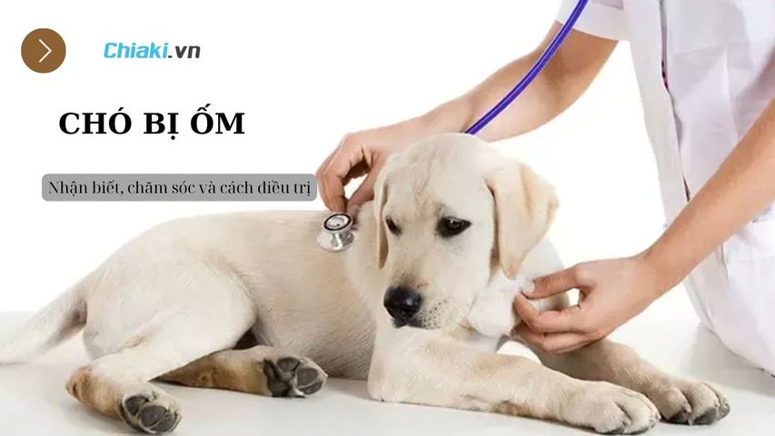 Chó bị ốm: Nhận biết, chăm sóc và cách điều trị