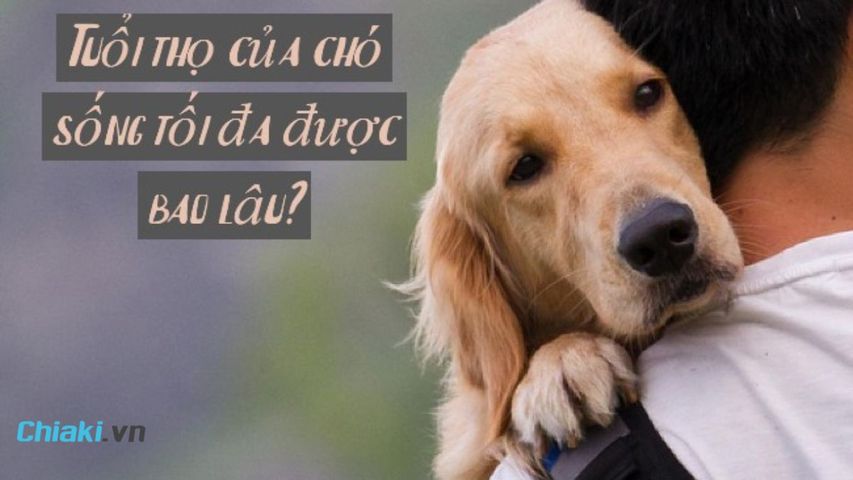 [Xem ngay] Tuổi thọ của chó sống tối đa được bao lâu?