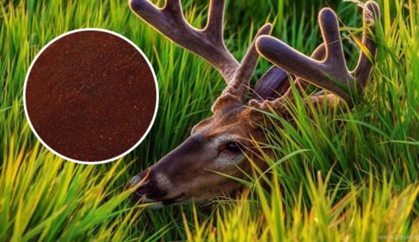 Huyết Nhung Hươu Siberia 50g - Thực Phẩm Chức Năng Bồi Bổ Sức Khỏe, Hỗ Trợ Phục Hồi Nhanh Cho Cơ Thể Yếu ớt