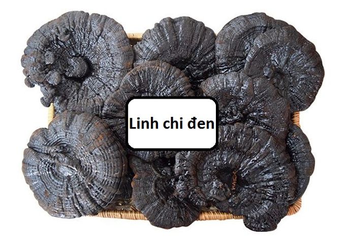 Nấm Linh Chi Đen Xích Chi Bào Tử 1kg - Sản Phẩm Quý Hiếm Từ Hàn Quốc Hỗ Trợ Sức Khỏe & Miễn Dịch Tốt Nhất