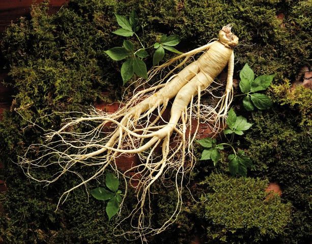 Nước Hồng Sâm Táo Đỏ Red Ginseng Jujube Liquid - Hỗ Trợ Bồi Bổ Sức Khỏe, Dễ Uống 50ml, Sản Phẩm Từ Hàn Quốc