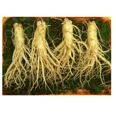 Sâm Tươi Hàn Quốc 6 Năm Tuổi 4 Củ 1kg - Giàu Dưỡng Chất, Hỗ Trợ Sức Khỏe Tốt, Saponin Cao, Quà Tặng Thực Phẩm Chức Năng