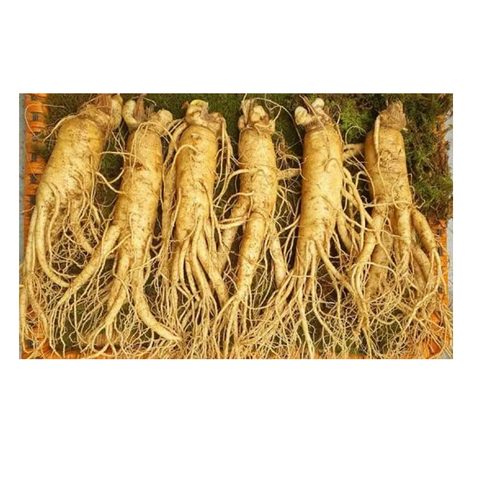 Sâm tươi Hàn Quốc 6 năm tuổi - 6 củ chất lượng cao 1kg, hỗ trợ sức khỏe tuyệt vời, sản phẩm dinh dưỡng tự nhiên chính hãng Geumsan