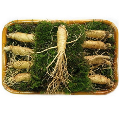 Sâm Tươi Hàn Quốc 6 Năm Tuổi - 9 Củ 1kg Loại 1 Dinh Dưỡng Cao, Hỗ Trợ Sức Khỏe, Chăm Sóc Da, Tăng Cường Trí Nhớ