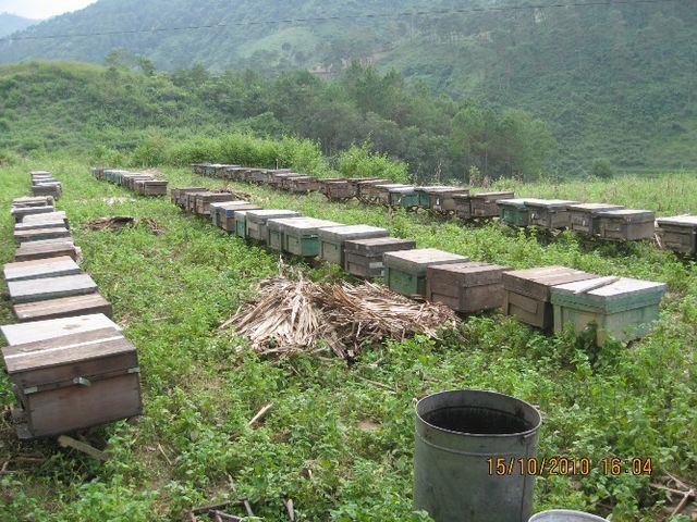 Mật Ong Rừng Vanbina Nguyên Chất Tây Nguyên 545gr - Mật Ong Tự Nhiên Chống Vi Khuẩn, Hỗ Trợ Làm Đẹp, Xuất Khẩu Việt Nam
