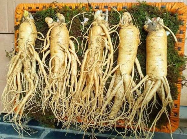Sâm Tươi Hàn Quốc 6 Năm Tuổi - 5 Củ 1kg Loại 1 Chất Lượng Cao, Hỗ Trợ Sức Khỏe, Giàu Vitamin & Khoáng Chất