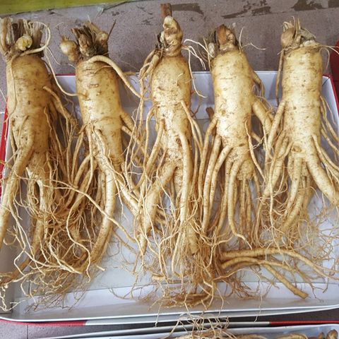 Sâm Tươi Hàn Quốc 6 Năm Tuổi - 5 Củ 1kg Loại 1 Chất Lượng Cao, Hỗ Trợ Sức Khỏe, Giàu Vitamin & Khoáng Chất