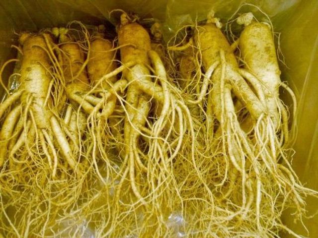 Sâm Tươi Hàn Quốc 6 Năm Tuổi 4 Củ 1kg - Giàu Dưỡng Chất, Hỗ Trợ Sức Khỏe Tốt, Saponin Cao, Quà Tặng Thực Phẩm Chức Năng