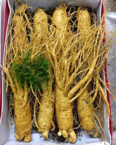 Sâm Tươi Hàn Quốc 6 Năm Tuổi 8 Củ 1kg Loại 1 - Tăng Cường Sức Khỏe & Cải Thiện Tinh Thần - Thực Phẩm Chức Năng Chất Lượng Cao