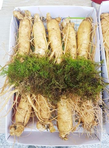 Sâm Tươi Hàn Quốc 6 Năm Tuổi - 9 Củ 1kg Loại 1 Dinh Dưỡng Cao, Hỗ Trợ Sức Khỏe, Chăm Sóc Da, Tăng Cường Trí Nhớ