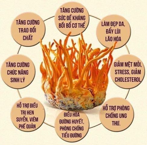 Nước đông trùng hạ thảo cao cấp Kanghwa Hàn Quốc hộp  60 gói