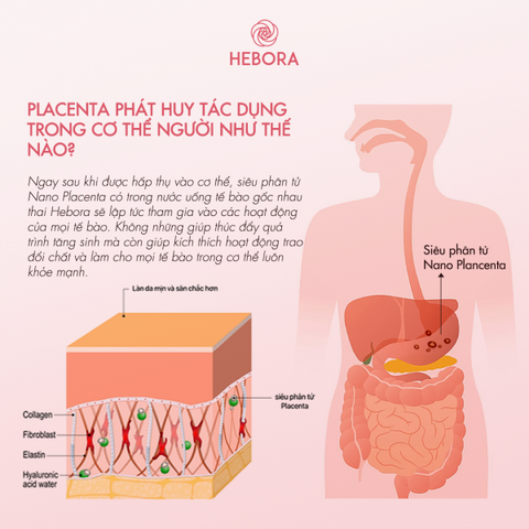Nước Uống Tế Bào Gốc Nhau Thai Hebora Nhật Bản 500ml - Bổ Sung Collagen, Đẹp Da, Cải Thiện Sức Khỏe, Hỗ Trợ Trẻ Hóa, Thích Hợp Cho Phụ Nữ Mang Thai