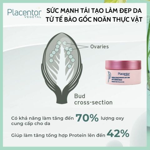 Kem Hỗ Trợ Trẻ Hóa Placentor Anti-Ageing Cream 50ML - Dưỡng Ẩm Cho Da Khô, Nhạy Cảm, Giúp Da Sáng và Chống Lão Hóa