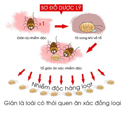 Viên diệt gián sinh học AMB hộp 8 viên - Đuổi diệt mọi loại gián nhanh chóng, an toàn cho gia đình và vật nuôi