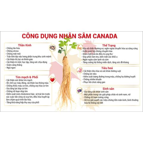 Nhân Sâm Hòa Tan CND Ginseng - Giúp Dưỡng Khớp, Hạn Chế Thoái Hóa Khớp, 20 Gói, Thực Phẩm Bảo Vệ Sức Khỏe