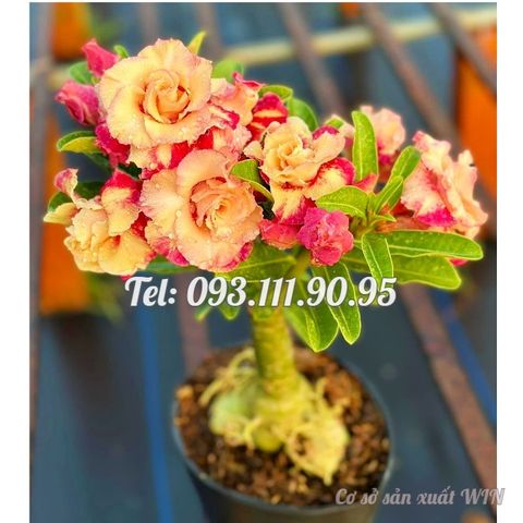 Hạt giống hoa sứ Thiên Vương Thái Lan cánh vàng cam – 2089