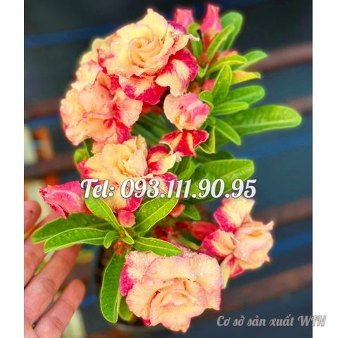 Hạt giống hoa sứ Thiên Vương Thái Lan cánh vàng cam – 2089