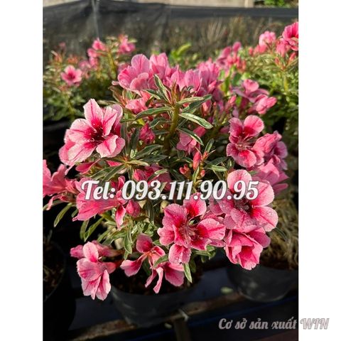 Hạt giống hoa sứ Thái Lan cánh tiên 5 cánh màu hồng – 2088