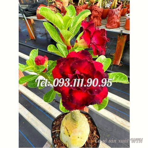 Hạt giống hoa sứ Thiên Vương cánh đỏ viền đen hoa to – 2087