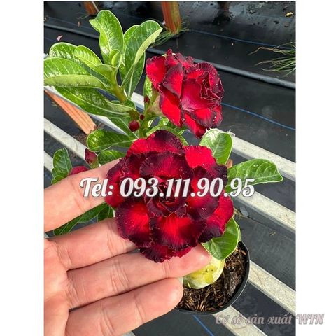 Hạt giống hoa sứ Thiên Vương cánh đỏ viền đen hoa to – 2087