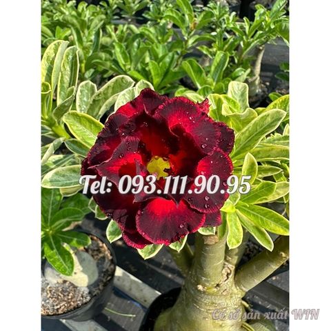 Hạt giống hoa sứ Thiên Vương cánh đỏ viền đen hoa to – 2087